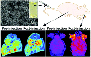 Graphical abstract: Single-layer boron-doped graphene quantum dots for contrast-enhanced in vivo T1-weighted MRI