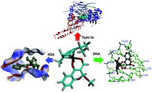 Graphical abstract: Design and synthesis of a DNA intercalative half-sandwich organoruthenium(ii)–chromone complex: cytotoxicity evaluation and topoisomerase Iα inhibition assay