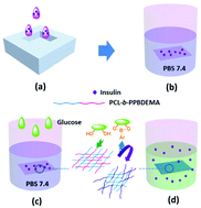Graphical abstract: Fabrication of glucose-responsive and biodegradable copolymer membrane for controlled release of insulin at physiological pH