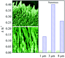 Graphical abstract: TiO2 nanotrees for the photocatalytic and photoelectrocatalytic phenol degradation