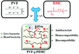 Graphical abstract: Preparation of cationic polyelectrolyte grafted polyvinyl alcohol-formaldehyde macroporous hydrogels and their antibacterial properties