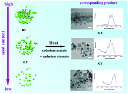 Graphical abstract: The shape evolution process of two-dimensional CdSe nanocrystals altered by seed concentration