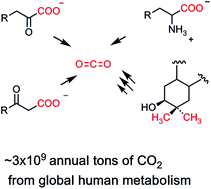 Graphical abstract: Biologically generated carbon dioxide: nature's versatile chemical strategies for carboxy lyases