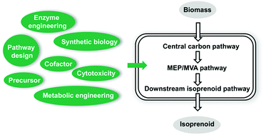 Graphical abstract: Recent advances of metabolic engineering strategies in natural isoprenoid production using cell factories