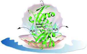 Graphical abstract: Catalytic mechanism and properties of pyridoxal 5′-phosphate independent racemases: how enzymes alter mismatched acidity and basicity