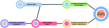 Graphical abstract: Heterologous production of small molecules in the optimized Streptomyces hosts