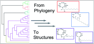 Graphical abstract: Applied evolution: phylogeny-based approaches in natural products research