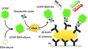 Graphical abstract: Click-conjugated photon-upconversion nanoparticles in an immunoassay for honeybee pathogen Melissococcus plutonius