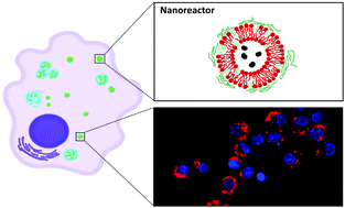 Graphical abstract: Hybrid vesicles as intracellular reactive oxygen species and nitric oxide generators