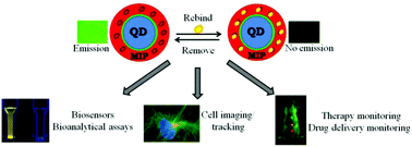 Graphical abstract: Semiconductor nanocrystal–polymer hybrid nanomaterials and their application in molecular imprinting