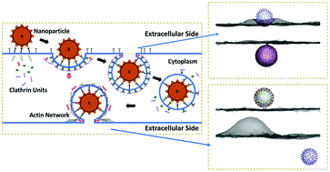 Graphical abstract: Stochastic modeling of nanoparticle internalization and expulsion through receptor-mediated transcytosis