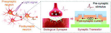 Graphical abstract: An electro-photo-sensitive synaptic transistor for edge neuromorphic visual systems