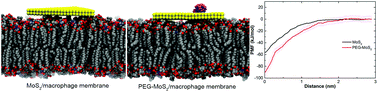 Graphical abstract: The molecular mechanism of robust macrophage immune responses induced by PEGylated molybdenum disulfide