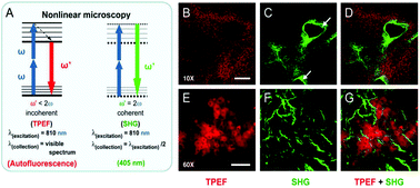 Graphical abstract: Recent advances in multiphoton microscopy combined with nanomaterials in the field of disease evolution and clinical applications to liver cancer