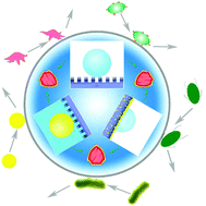 Graphical abstract: Bioinspired surfaces with wettability for antifouling application