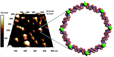 Graphical abstract: Boron clusters as a platform for new materials: composites of nucleic acids and oligofunctionalized carboranes (C2B10H12) and their assembly into functional nanoparticles