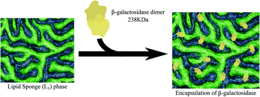 Graphical abstract: Immobilisation of β-galactosidase within a lipid sponge phase: structure, stability and kinetics characterisation