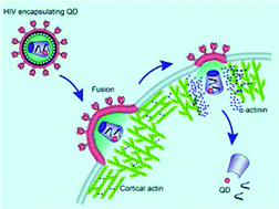 Graphical abstract: Real-time imaging of individual virion-triggered cortical actin dynamics for human immunodeficiency virus entry into resting CD4 T cells