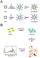 Graphical abstract: Gold nanocage-based surface-enhanced Raman scattering probes for long-term monitoring of intracellular microRNA during bone marrow stem cell differentiation