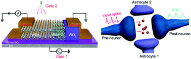 Graphical abstract: Multi-gate memristive synapses realized with the lateral heterostructure of 2D WSe2 and WO3