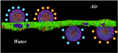 Graphical abstract: Nanoparticle translocation across the lung surfactant film regulated by grafting polymers
