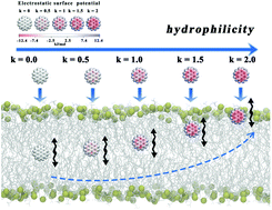 Graphical abstract: The role of electrostatic potential polarization in the translocation of graphene quantum dots across membranes