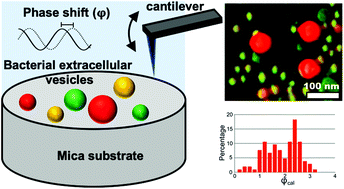 Graphical abstract: Diversity of physical properties of bacterial extracellular membrane vesicles revealed through atomic force microscopy phase imaging