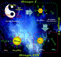 Graphical abstract: Unravelling the formation mechanism of alkynyl protected gold clusters: a case study of phenylacetylene stabilized Au144 molecules