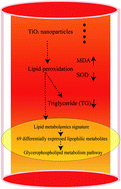 Graphical abstract: Effect of oral exposure to titanium dioxide nanoparticles on lipid metabolism in Sprague-Dawley rats