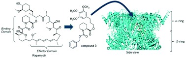 Graphical abstract: Pipecolic esters as minimized templates for proteasome inhibition
