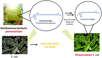 Graphical abstract: Using Nature's polyenes as templates: studies of synthetic xanthomonadin analogues and realising their potential as antioxidants