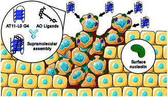 Graphical abstract: Aptamer-guided acridine derivatives for cervical cancer