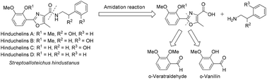 Graphical abstract: An efficient synthesis and bioactivity evaluation of oxazole-containing natural hinduchelins A–D and their derivatives