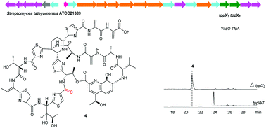 Graphical abstract: Insights into the thioamidation of thiopeptins to enhance the understanding of the biosynthetic logic of thioamide-containing thiopeptides