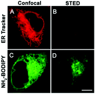 Graphical abstract: A cell-permeant small molecule for the super-resolution imaging of the endoplasmic reticulum in live cells