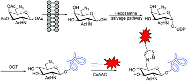 Graphical abstract: Detection and identification of O-GlcNAc-modified proteins using 6-azido-6-deoxy-N-acetyl-galactosamine