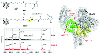 Graphical abstract: Design of S–S bond containing maleimide-conjugated closo-dodecaborate (SSMID): identification of unique modification sites on albumin and investigation of intracellular uptake