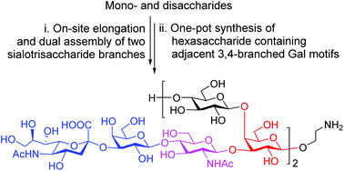 Graphical abstract: Chemical synthesis of the dimeric repeating unit of type Ia group B Streptococcus capsular polysaccharide