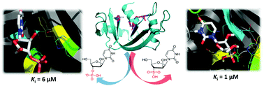Graphical abstract: Sulfonic nucleic acids (SNAs): a new class of substrate mimics for ribonuclease A inhibition