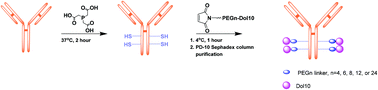 Graphical abstract: Convergent synthesis of hydrophilic monomethyl dolastatin 10 based drug linkers for antibody–drug conjugation
