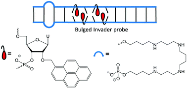 Graphical abstract: Recognition of mixed-sequence DNA targets using spermine-modified Invader probes