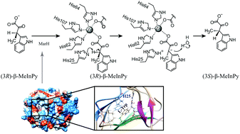 Graphical abstract: Structural basis of the mechanism of β-methyl epimerization by enzyme MarH