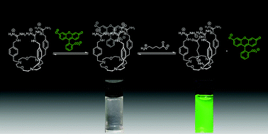 Graphical abstract: Complexation of 5-aminovaleric acid zwitterions in aqueous/methanol solution by heterotopic tri-cationic receptors