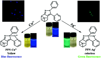 Graphical abstract: A nopinone based multi-functional probe for colorimetric detection of Cu2+ and ratiometric detection of Ag+