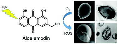 Graphical abstract: The effects of aloe emodin-mediated antimicrobial photodynamic therapy on drug-sensitive and resistant Candida albicans