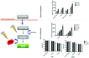 Graphical abstract: Implications of dichlorofluorescein photoinstability for detection of UVA-induced oxidative stress in fibroblasts and keratinocyte cells