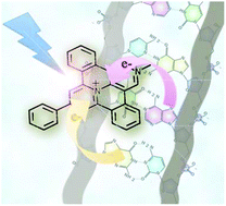 Graphical abstract: Designing expanded bipyridinium as redox and optical probes for DNA