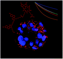 Graphical abstract: Pentamethine sulfobenzoindocyanine dyes with low net charge states and high photostability