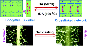 Graphical abstract: Functional fluorinated polymer materials and preliminary self-healing behavior