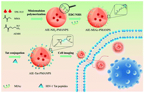 Graphical abstract: Cell-penetrating peptide modified AIE polymeric nanoparticles by miniemulsion polymerization and application for cell fluorescence imaging